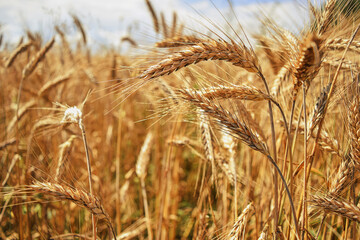 Fototapeta premium Golden ripe wheat field, sunny day, soft focus, agricultural landscape, growing plant, cultivate crop, autumnal nature, harvest season concept