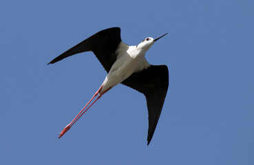 Black-winged stilt