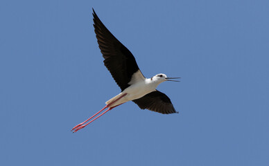 Black-winged stilt