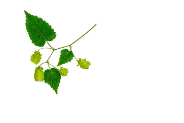 Branch of fresh hops isolated on white background. Hop cones are used to make beer