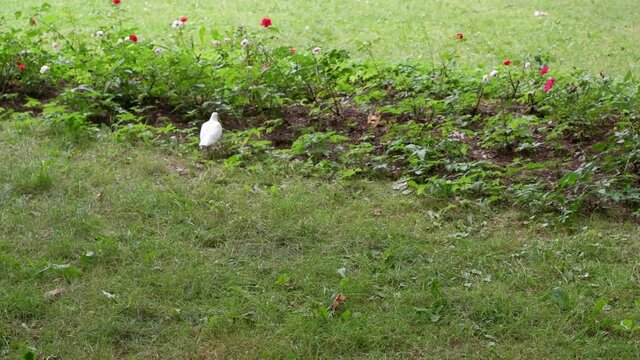 The dove walks on the ground looking for food. Bird.
