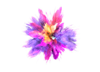 purple aster isolated on white background