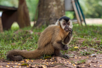 Brazilian Capuchin monkey (Sapajus) Picking Corn Seeds from the Ground  and Eating, in Bonito, State of Mato Grosso do Sul, Brazil
