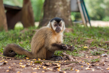 Brazilian Capuchin monkey (Sapajus) Picking Corn Seeds from the Ground in Bonito, State of Mato Grosso do Sul, Brazil