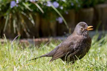 Female blackbird Turdus merula singing with beak open