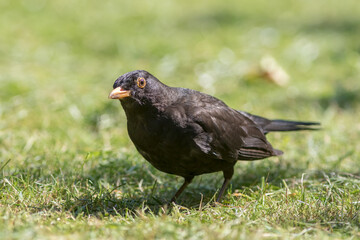 Male blackbird garden bird on grass lawn. Wild bird portrait.