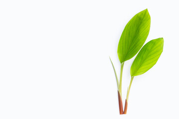 Finger root leaves on white background.
