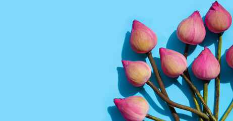 Pink lotus flower on blue background.