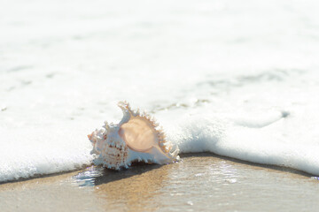 砂浜と貝殻