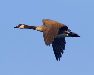 Obraz premium Flying Canadian goose