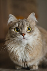 Cute tabby cat lying on floor at home