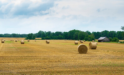 Fototapeta premium Field of bailed hay on a summers day