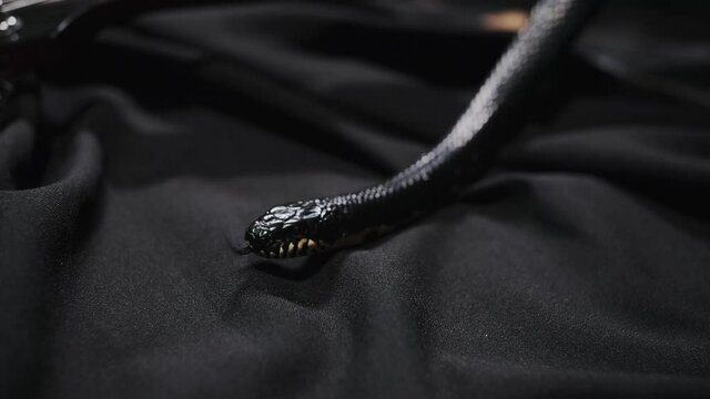 Dark snake creeping over guitar on the black silk sheet, showing its tongue, shimmering by its glossy skin, protection scales. Wildlife among us. Terrifying animals and insects conception 