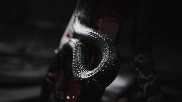 Dark snake creeping over guitar on the black silk sheet, showing its tongue, shimmering by its glossy skin, protection scales. Wildlife among us. Terrifying animals and insects conception 