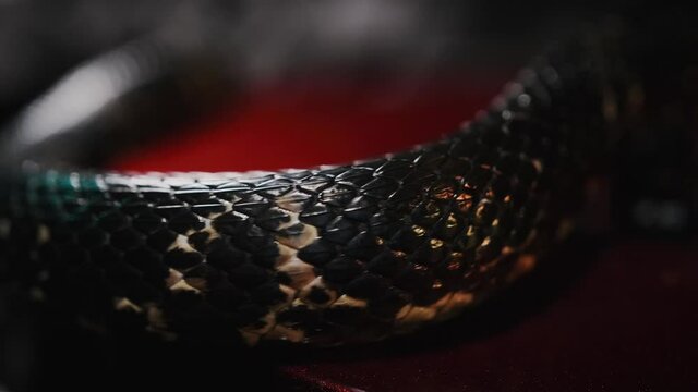 Dark snake creeping over guitar on the black silk sheet, showing its tongue, shimmering by its glossy skin, protection scales. Wildlife among us. Terrifying animals and insects conception 