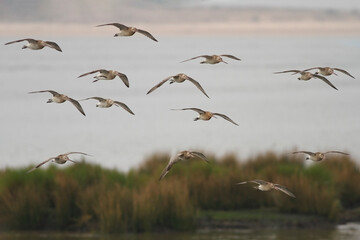 Sandpipers in flight