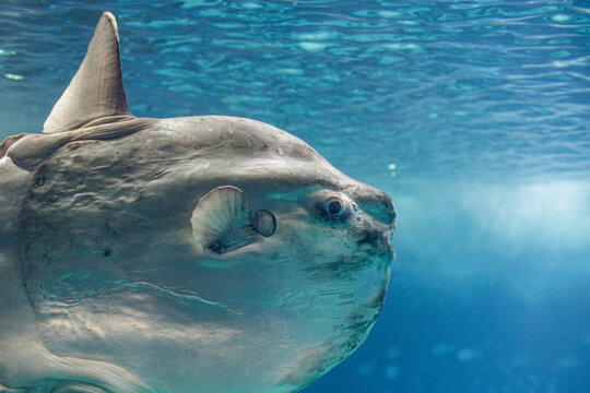 Osteichthyes Bilder Durchsuchen 2,468 Archivfotos, und