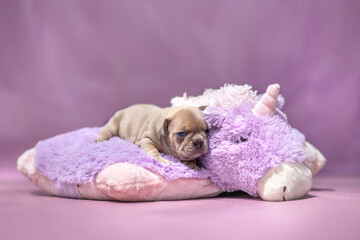 Small French Bulldog dog puppy lying on fluffy violet plush unicorn