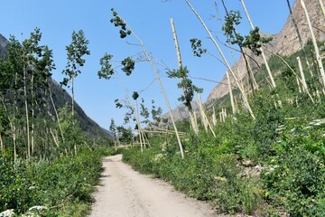 broken trees line a dirt road in the mountains