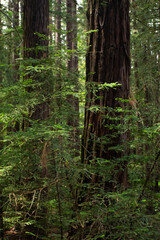 footpath in the redwood forest