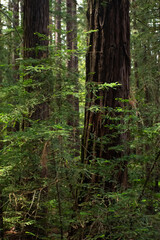Obraz premium footpath in the redwood forest