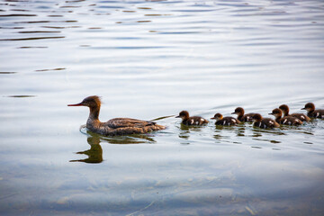 Red-breasted merganser female with thirteen chicks swimming in lake