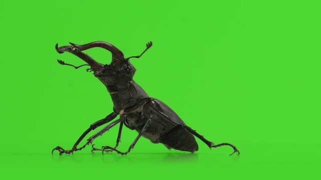 Lucanus cervus, stag beetle on green screen. Close up, isolated, rotating turntable shot