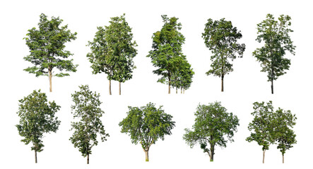 collection tree cut out from original background and replace with white background for easy to selection