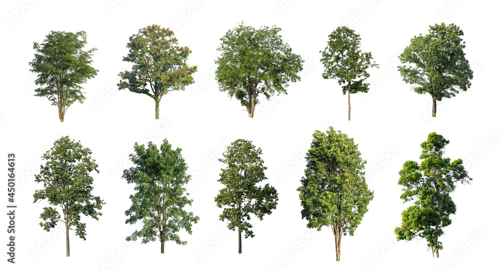 Wall mural collection tree cut out from original background and replace with white background for easy to selec
