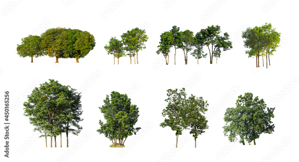 Wall mural collection tree cut out from original background and replace with white background for easy to selec