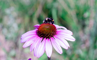 Bumblebee collects nectar on pink flower