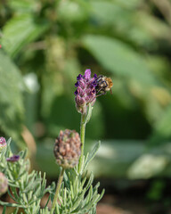 close up of a Western honey bee (Apil mellfera) feeding on beautiful violet lavender (Lavandula angustifolia) flowers