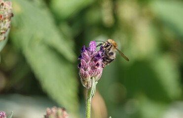 close up of a Western honey bee (Apil mellfera) feeding on beautiful violet lavender (Lavandula angustifolia) flowers