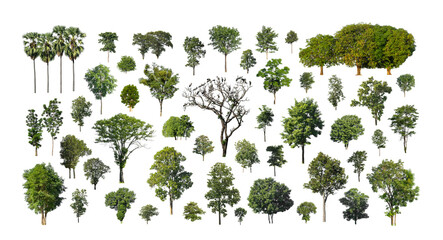 collection tree cut out from original background and replace with white background for easy to selection