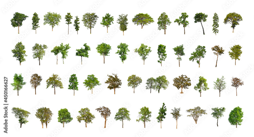 Wall mural collection tree cut out from original background and replace with white background for easy to selec