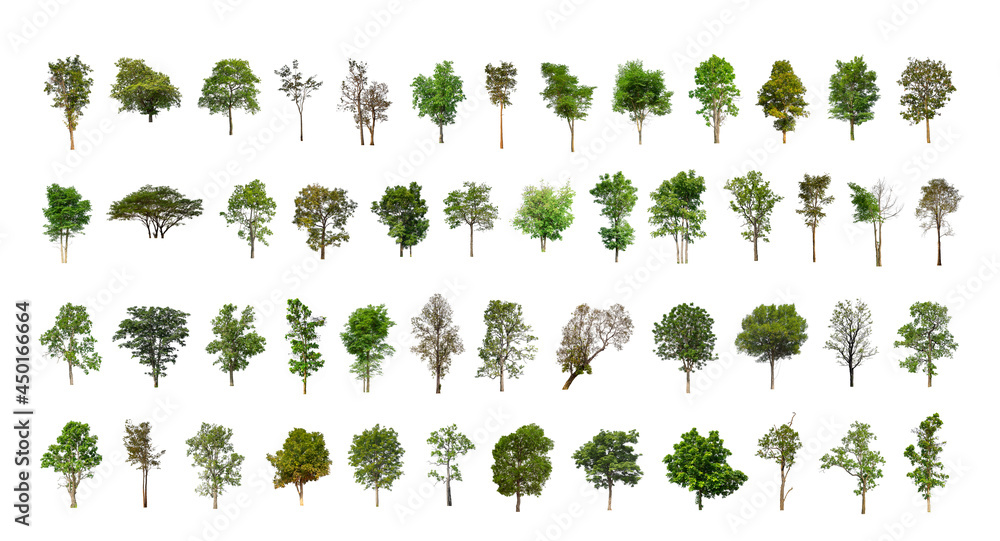 Wall mural collection tree cut out from original background and replace with white background for easy to selec