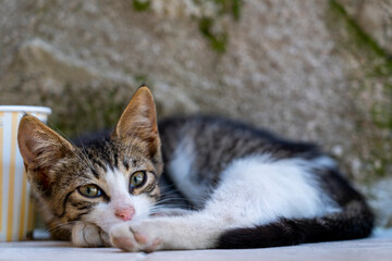 Small cat lying on the ground.