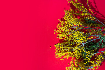 Mimosa on a red background. Copy space. Spring concept.
