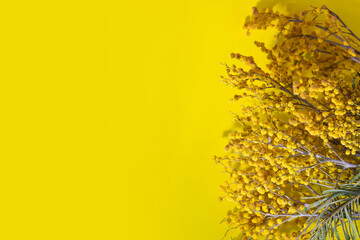 Mimosa on a yellow background. Copy space. Spring concept.