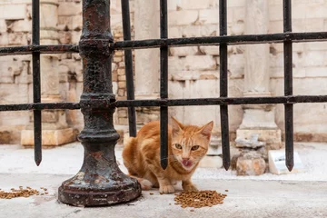 Selbstklebende Fototapeten Red stray cat eating near Hadrian's Library fence, Adrianou street. City downtown old neighbourhood, Athens Greece © Kathrine Andi