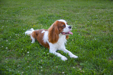 Cute cavalier king charles spaniel joyfully lays on the grass 