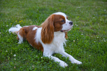 Cute cavalier king charles spaniel joyfully lays on the grass 