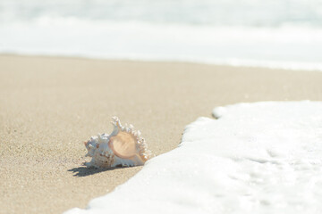 砂浜と貝殻