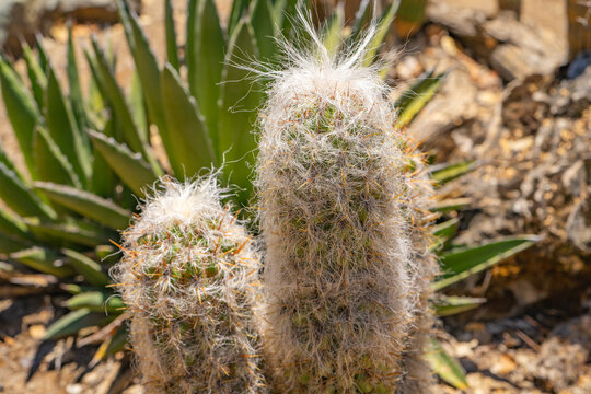 Hairy Cactus" Images  Browse 177 Stock Photos, Vectors, and Video | Adobe  Stock