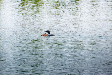 Loon and chick swimming in lake