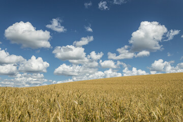 Summer in the countryside