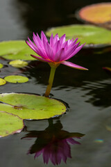 Lily Pad Flower Bloom