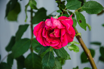 Red rose as a natural and holidays
