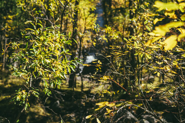 Colorful nature background with yellow leaves in sunny autumn forest. Minimalist nature backdrop with sunlit yellow foliage in sunshine in autumn colors. Scenic minimalism with golden leaves in fall.