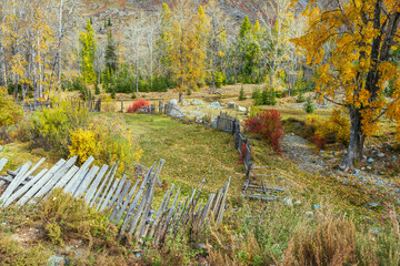Colorful autumn landscape with birch tree with golden foliage in mountain garden among gold fall leaves near wooden fence in sunshine. Bright view to trees and plants in yellow red autumn colors.